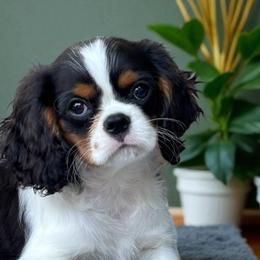 Biewer Terrier, Cavalier King Charles Spaniel, Cavapoo, and Cavatzu Puppies from Rocky Oak Cavaliers & Biewer Terriers LLC