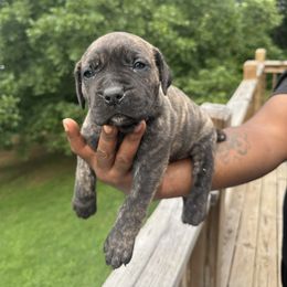 Cane Corso Puppies from Gentle giant kennels