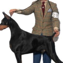 Louie - Doberman Pinscher