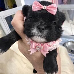 Kenzie - Black female Shih Tzu puppy in Tallahassee, Florida from Bows and Bow Ties