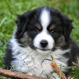 Australian Shepherd and Miniature American Shepherd Puppies from Bright Heart Aussies & Miniature American Shepherds