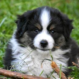 Australian Shepherd and Miniature American Shepherd Puppies from Bright Heart Aussies & Miniature American Shepherds