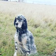 English Setters and Golden Retrievers from Gemstone Goldens