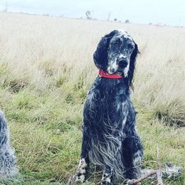 English Setters and Golden Retrievers from Gemstone Goldens