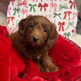 Woody - Red  male Goldendoodle puppy in The Woodlands, Texas from Gracie's Goldendoodles and Bernedoodles