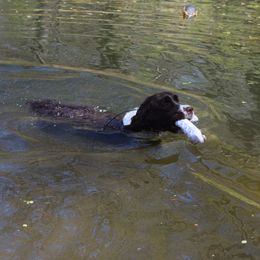 English Springer Spaniel, Field Spaniel, and Labrador Retriever All Grown Up from Three Doves