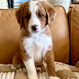 Jasper - Red male Bernedoodle puppy in Fallbrook, California from BFF Bernedoodles