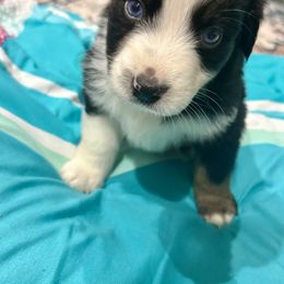 Aussiedoodle, Bernedoodle, and Miniature Australian Shepherd Puppies from MC Doodles