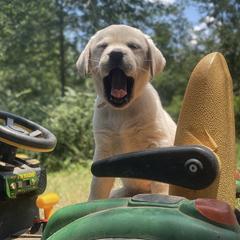 Labrador Retrievers from Iris Aisling Labradors