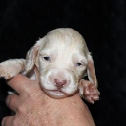 Hallow - Cream female Dachshund puppy in Powderly, Texas from Kuttin’ Up Mini Aussies