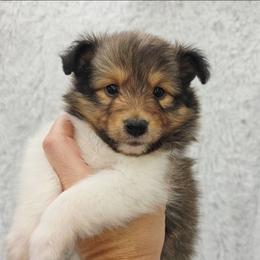 Barley - Sable and white male Shetland Sheepdog puppy in Central City, Kentucky from Hope's Heart Shelties