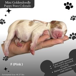 Pink Collar - Parti female Goldendoodle puppy in Fort Lupton, Colorado from Puppy Paws Colorado