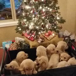 Golden Retriever Puppies from David Cearlock's Golden Retrievers