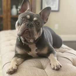 French Bulldogs from Misty's Frenchies