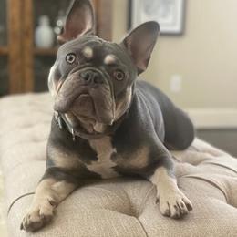 French Bulldogs from Misty's Frenchies