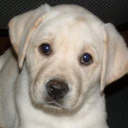 Labrador Retrievers from Havenquest Kennel