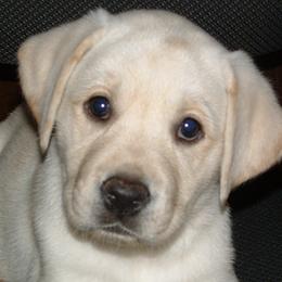 Labrador Retrievers from Havenquest Kennel