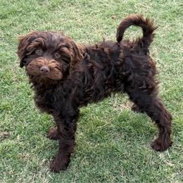 Mint Girl - Chocolate female Australian Labradoodle puppy in West Union, South Carolina from Golden Corner Labradoodles, LLC