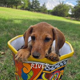 River-wirehair - Red male Dachshund puppy in Blair, Oklahoma from North Fork Doxies-Okla