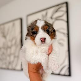 Santiago - Grey and white male Bernedoodle puppy in Cold Spring, Minnesota from A.N.A. Doodles