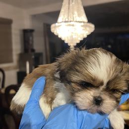 Shih Tzu puppies from With Love
