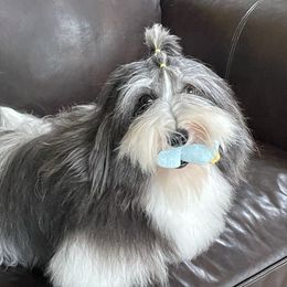 Keltie - Havanese
