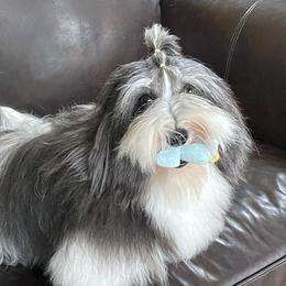 Keltie - Havanese