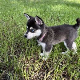 Alaskan Klee Kai Puppies from Lucky Charm Farms