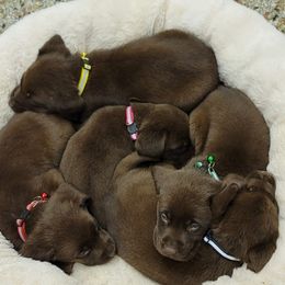 Labrador Retriever Puppies from Blackwoods Labradors