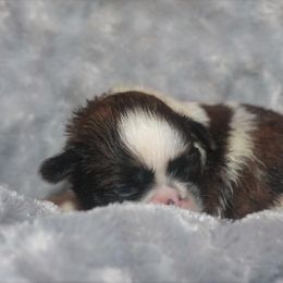 Shih Tzu Puppies from Gypsy Breeze Kennels