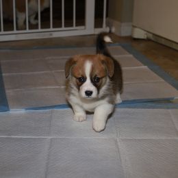 Pembroke Welsh Corgi Puppies from Mountain Maryland Corgis