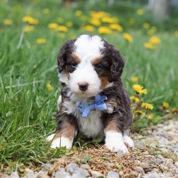 Male 5203 - Blue merle male Bernedoodle puppy in Ormond Beach, Florida from Florida Coast Doodles