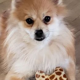 Pomeranians from Circle V Ranch Pomeranians