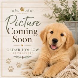 Girl 4 - Light golden female Golden Retriever puppy in Tyler, Texas from Cedar Hollow Retrievers