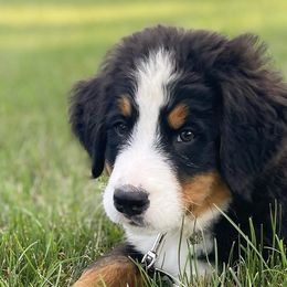 Bernedoodles and Bernese Mountain Dogs from Smokehouse Puppies