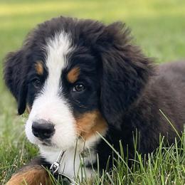 Bernedoodles and Bernese Mountain Dogs from Smokehouse Puppies