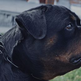 Rottweilers from FordernBache Rottweilers