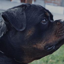 Rottweilers from FordernBache Rottweilers