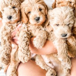 Goldendoodle Puppies from First Coast Goldendoodles