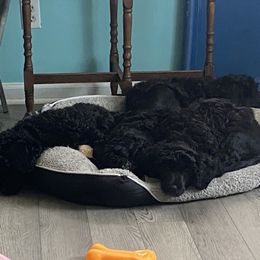 Portuguese Water Dog Puppies from PEJA PWDs
