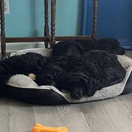 Portuguese Water Dog Puppies from PEJA PWDs