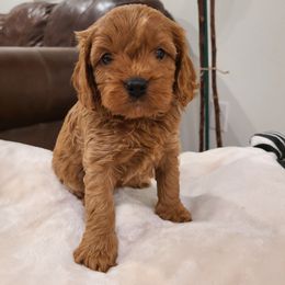 Riley - Red female Cavapoo puppy in Atmore, Alabama from Gulf Coast Puppies