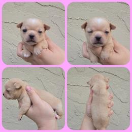 Franny - Fawn and white female Chihuahua puppy in Vineland, New Jersey from Royal Companion's