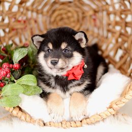 Uma AKC - Black and tan female Shiba Inu puppy in Neosho, Missouri from Sunny Terrace Shibas