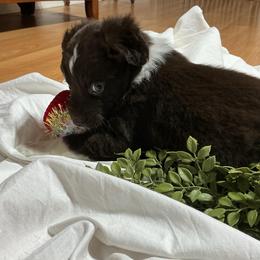 Buddy - Red tri-color male Australian Shepherd puppy in Butler, Georgia from Aussies at Howling Hill Farm