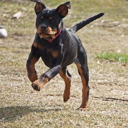 Rottweiler and Shetland Sheepdog Puppies from Mountain High Kennels
