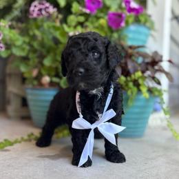 Scholar - Black male Goldendoodle puppy in Camden, North Carolina from Oopsie Doodles of NC