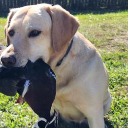 Labrador Retrievers from AZ Kennels LLC