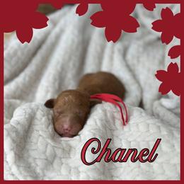 Chanel - Red  female Poodle puppy in Dayton, Texas from Wolfe Island Poodles
