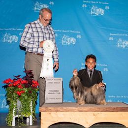 Lhasa Apso, Maltese, and Poodle All Grown Up from Toy Poodle and Maltese Perfection